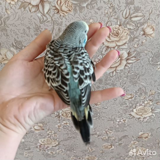 Выставочный попугай чех