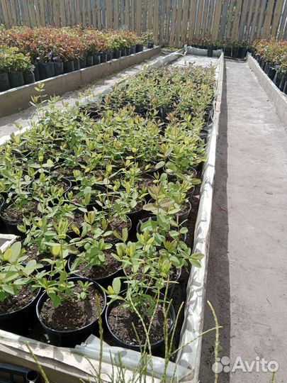 Саженцы Жимолости 7 сортов зкс