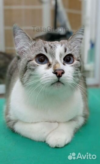 Стрижка собак и кошек