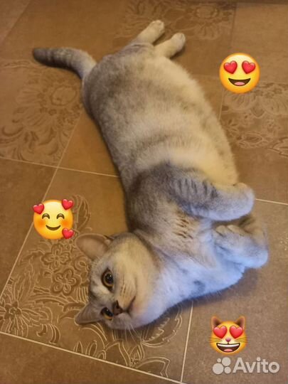 Передержка кошек и собак