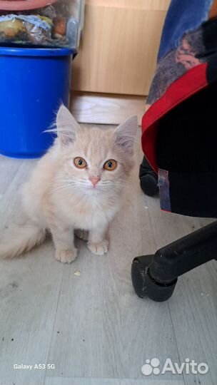 Кошка в дар бесплатно