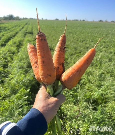 Морковь оптом
