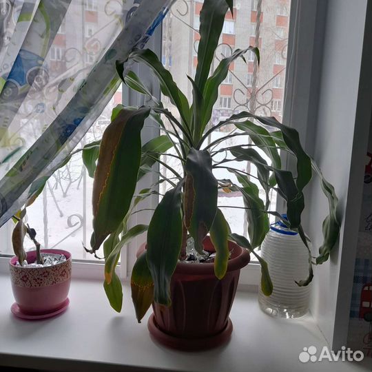 Комнатные цветы