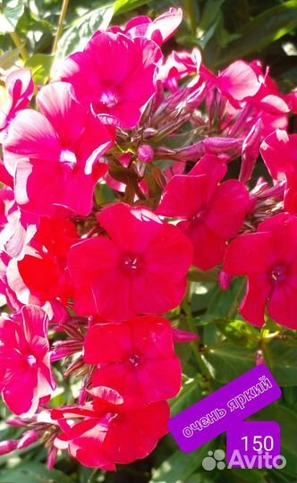 Лилейники, флоксы