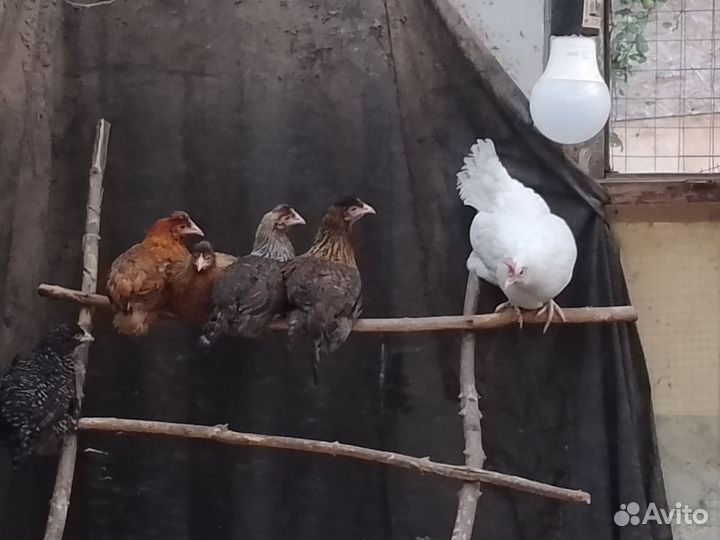 Курочки молодки