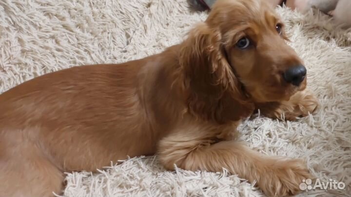 Собаки кокер спаниель