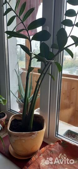 Замиокулькас (Долларовое дерево)