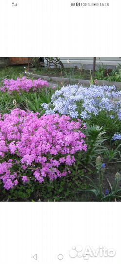 Цветы для вашего сада