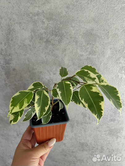 Эпипремнум Хэппи лиф, Сциндапсус сильвер энн