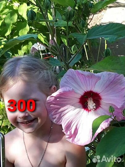 Гибискусы садовые