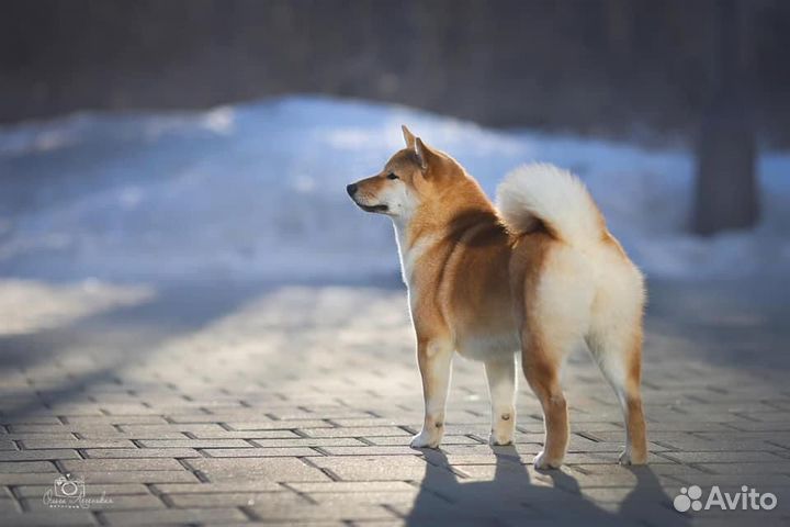 Щенки сиба ину