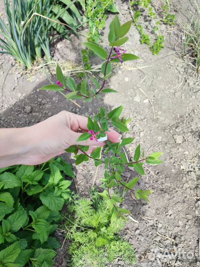 Жимолость декоративная