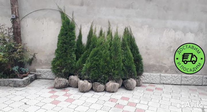 Туя Смарагд