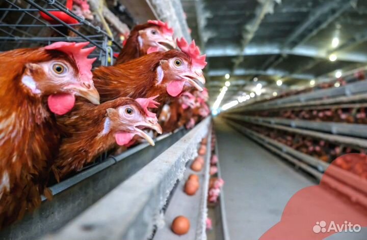 Куры несушки