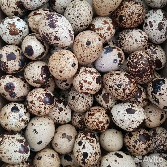 Яйца перепелиные инкубационное