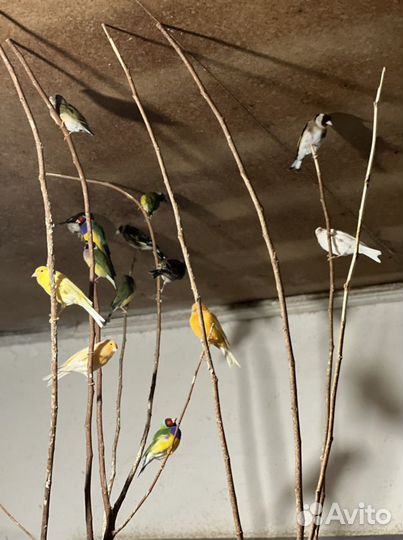 Канарейка-певчая, амадины