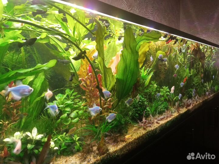 Аквариумные растения и рыбки