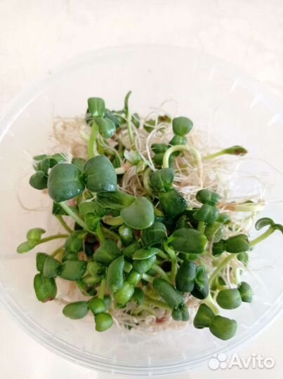 Микрозелень