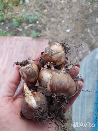 Луковицы нарциссов