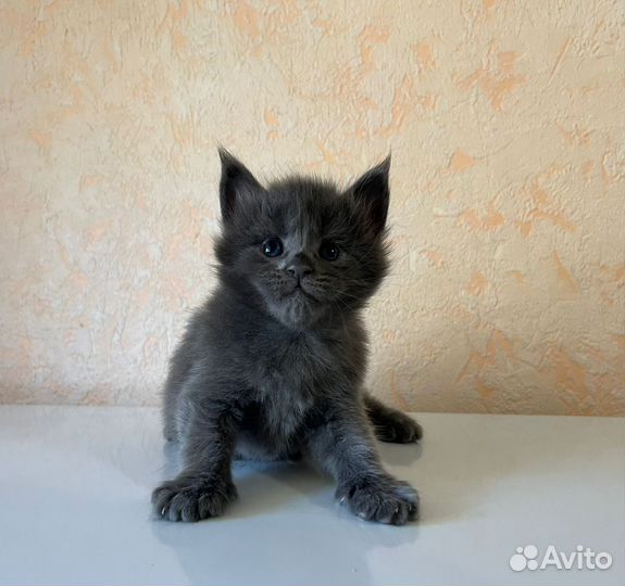 Котята мейн-кун