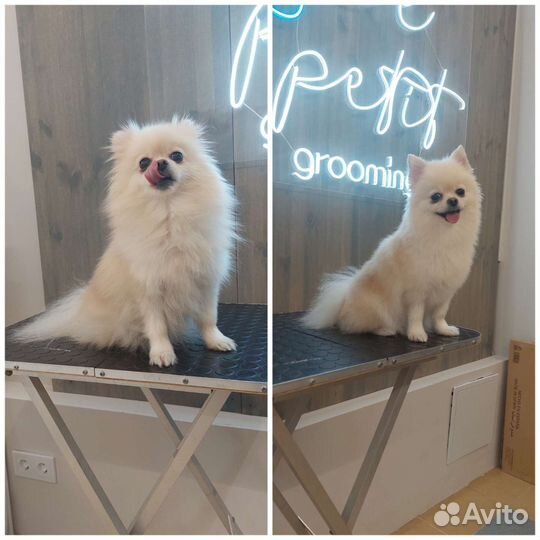 Грумер стрижка собак с выездом на дом