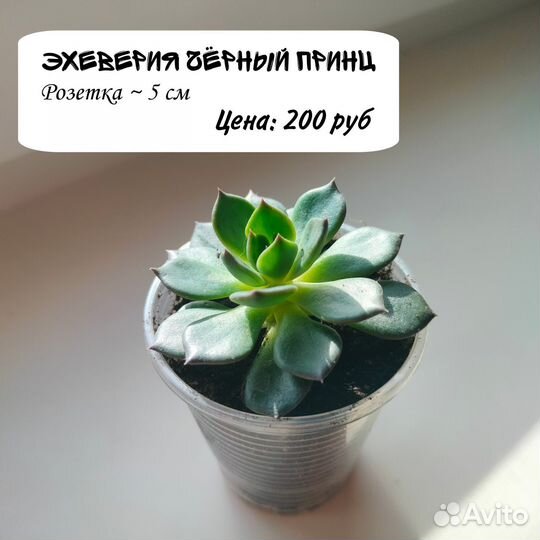 Суккуленты