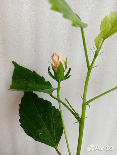 Гибискусы махровые