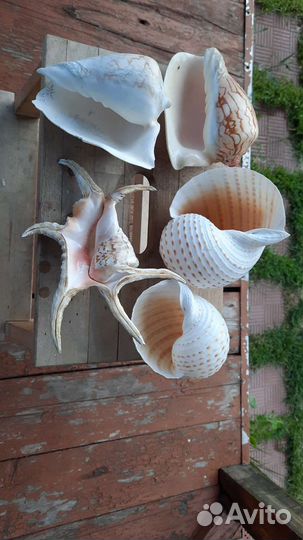 Морские раковины