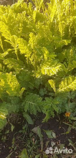 Элимус голубой, пижма садовая