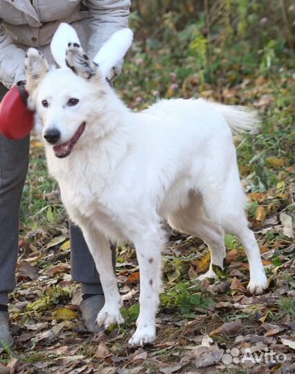 Собака в добрые руки