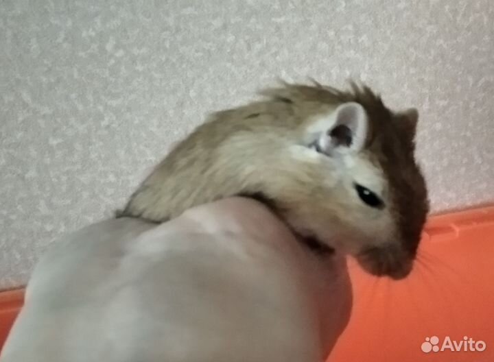 Монгольская песчанка