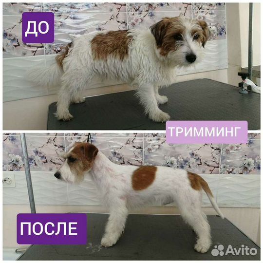 Стрижка собак и кошек