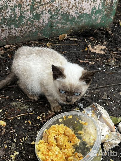 Котята и мама добрые руки