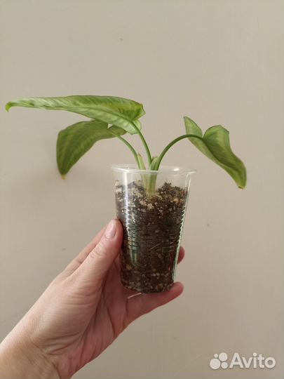 Schismatoglottus Walichii/ Шизматоглоттис Воллича