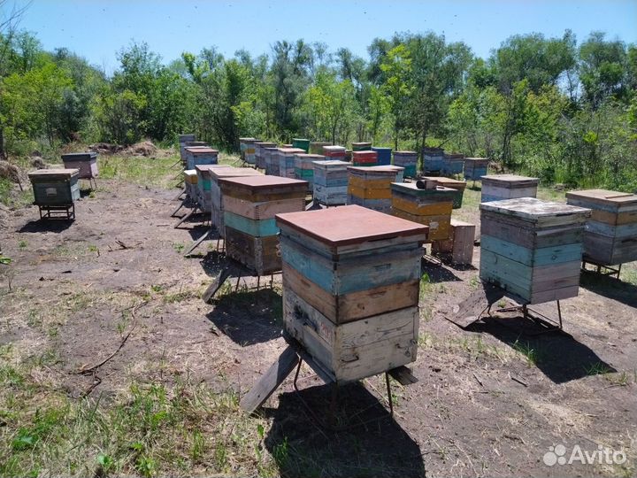 Продам пчелосемьи