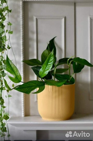 Эпипремнум пиннатум блю форм