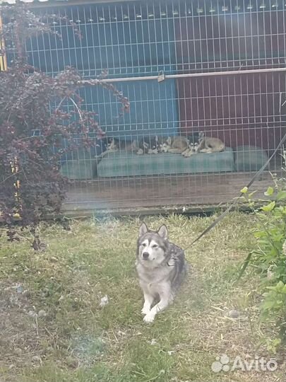 Аляскинский маламут