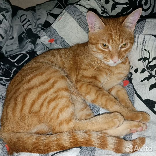 Кот бесплатно