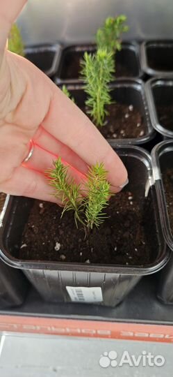 Можжевельник