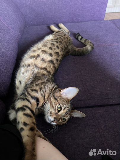 Бенгальские котята москва