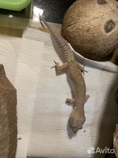 Эублефар с террариумом