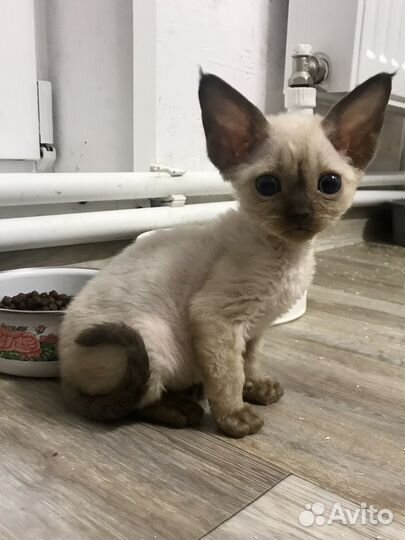 Котята девон-рекс