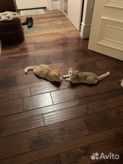 Британская шиншила