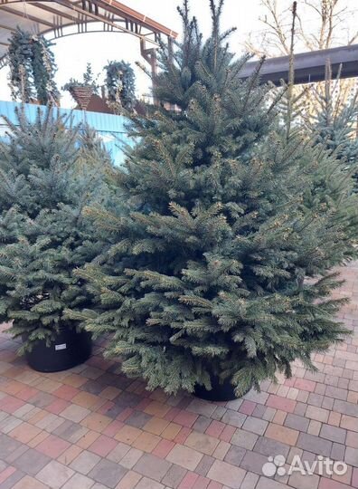 Ёлка 1м