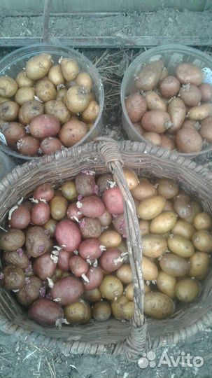 Семенной картофель