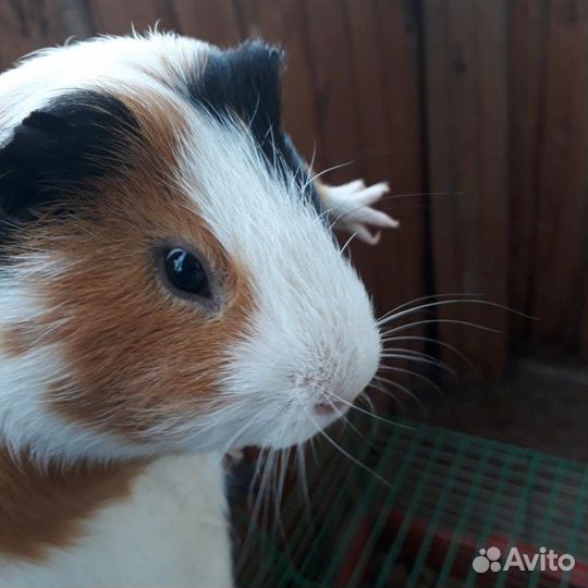 Морская свинка бесплатно