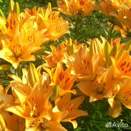 Лилии и пионы