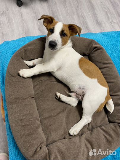 Джек рассел терьер