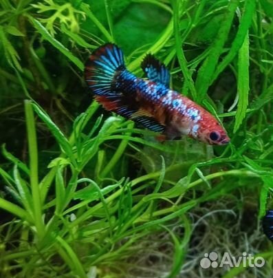 Петушки Кои (самочки)