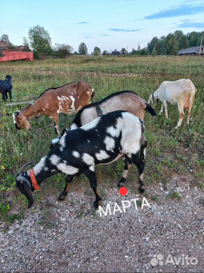 Козы англо-нубийские дойные и не только